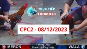 Đá gà thomo CPC2 08-12-2023