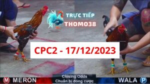 Đá gà thomo CPC2 17-12-2023