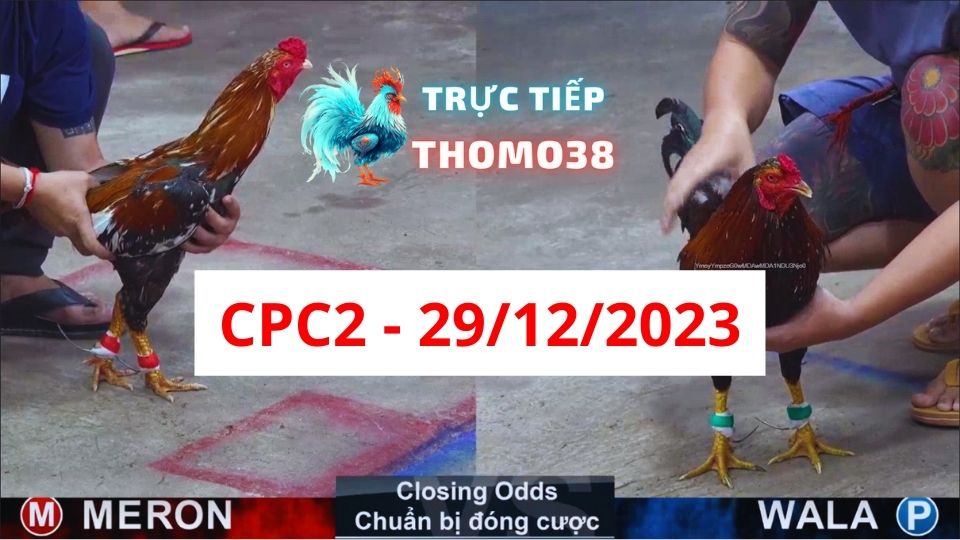 Đá gà thomo CPC2 29-12-2023