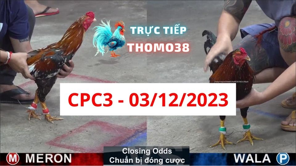 Đá gà thomo CPC3 03-12-2023