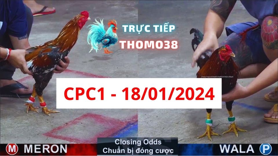 Đá gà thomo CPC1 18-01-2024