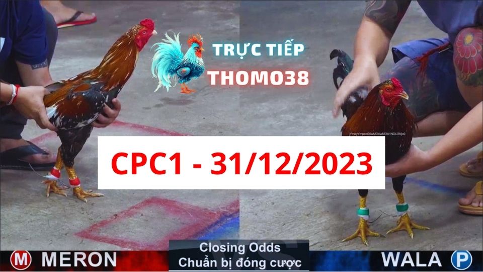 Đá gà thomo CPC1 31-12-2023