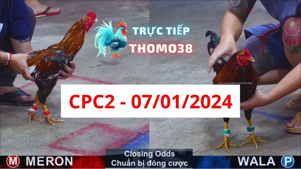 Đá gà thomo CPC2 07-01-2024