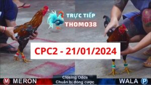 Đá gà thomo CPC2 21-01-2024