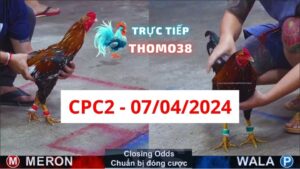 Đá gà thomo CPC2 07-04-2024