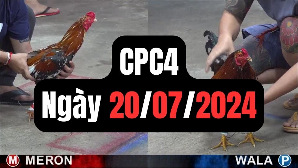 Đá gà thomo CPC4 20-07-2024