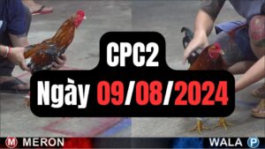 Đá gà thomo CPC2 09-08-2024