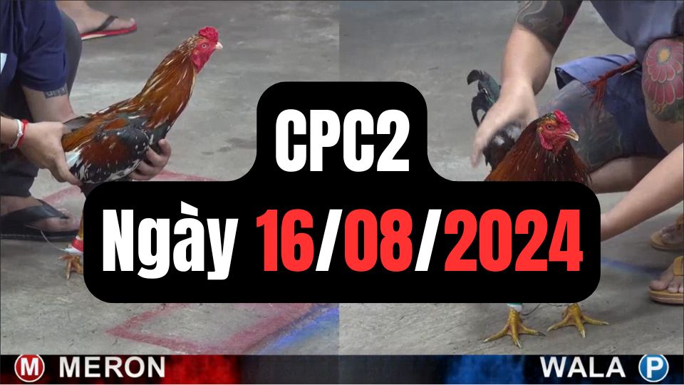 Đá gà thomo CPC2 16-08-2024