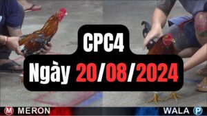 Đá gà thomo CPC4 20-08-2024