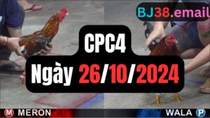 Đá gà thomo CPC4 26-10-2024