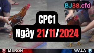 Đá gà thomo CPC1 21-11-2024