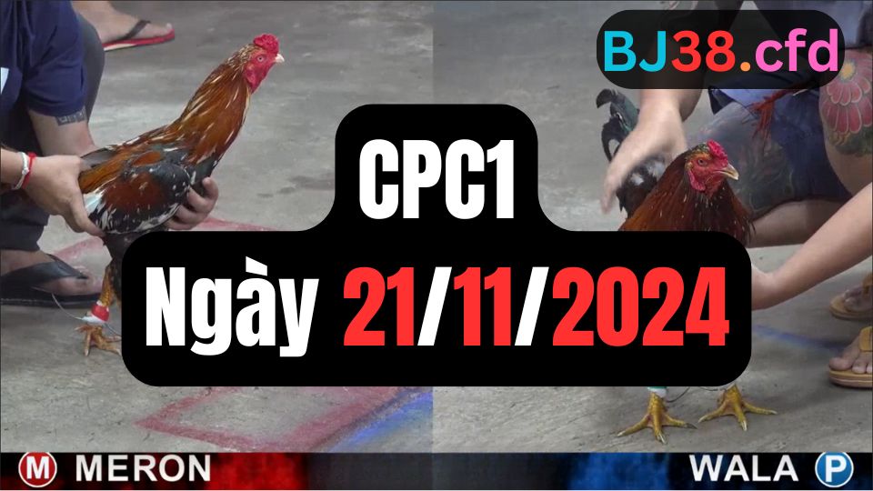 Đá gà thomo CPC1 21-11-2024