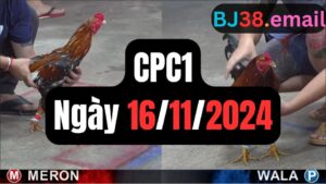 Đá gà thomo CPC1 16-11-2024