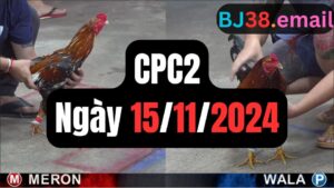 Đá gà thomo CPC2 15-11-2024