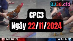 Đá gà thomo CPC3 22-11-2024