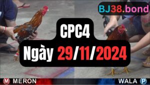 Đá gà thomo CPC4 29-11-2024