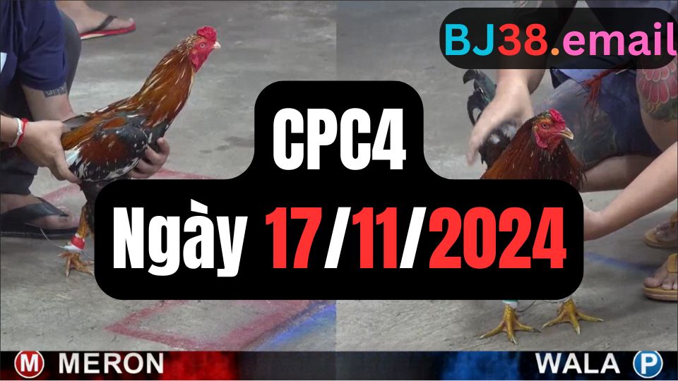 Đá gà thomo CPC4 17-11-2024