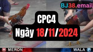 Đá gà thomo CPC4 18-11-2024