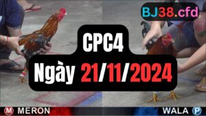 Đá gà thomo CPC4 21-11-2024