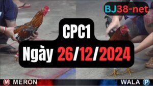 Đá gà thomo CPC1 26-12-2024