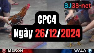 Đá gà thomo CPC4 26-12-2024